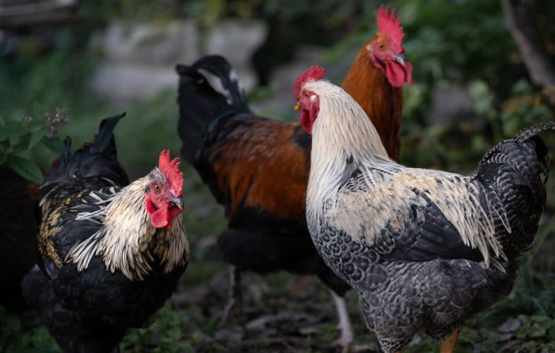 5961Hundreds of Fighting Roosters Surrendered to MSPCA-Nevins Farm in Historic Cock Fighting Bust