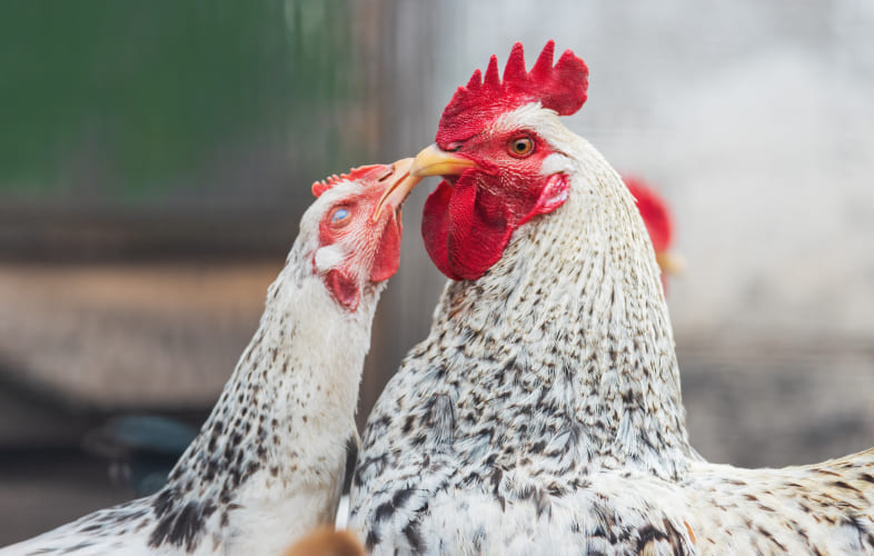 6051More than 200 Birds from Historic Mass. Cockfighting Bust Now Placed with Sanctuaries, Adoptive Homes