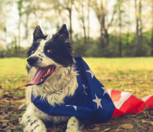 mspca-angells-behavior-medical-services-teams-offer-july-4th-pet-safety-recommendations