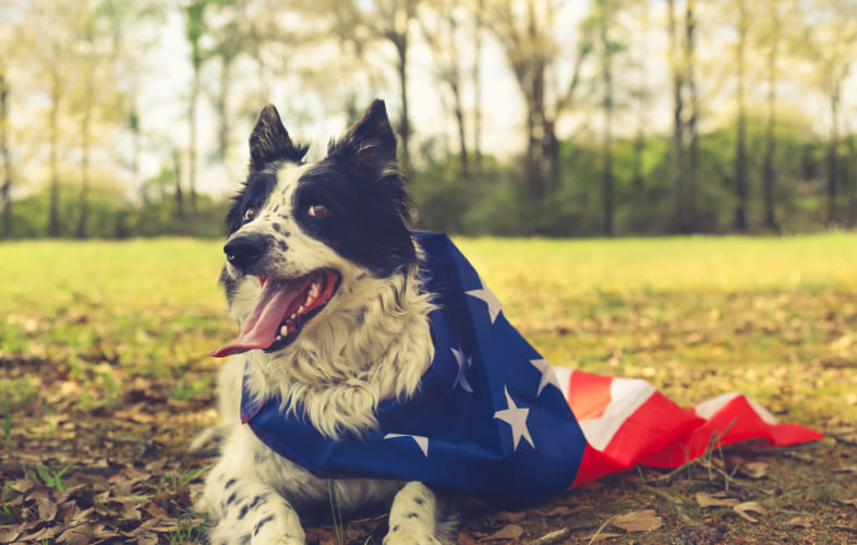 4915MSPCA-Angell’s Behavior, Medical Services Teams Offer July 4th Pet Safety Recommendations