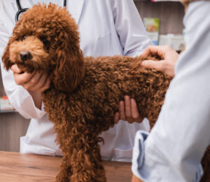 angell-animal-medical-center-confirms-dog-flu-has-arrived-in-massachusetts