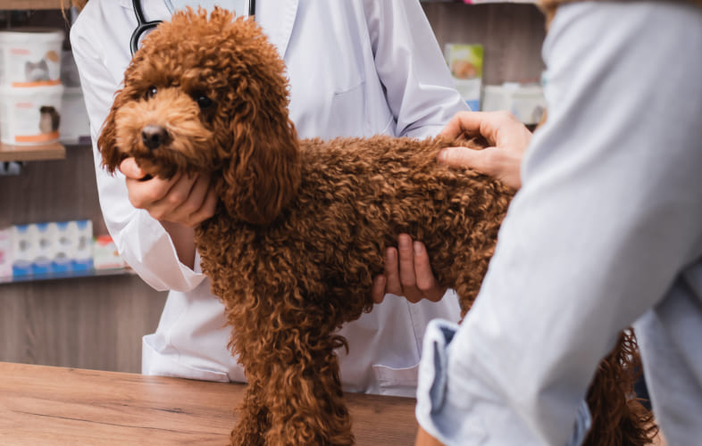 3657Angell Animal Medical Center Confirms Dog Flu Has Arrived in Massachusetts