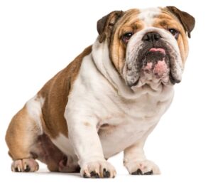 mspca-law-enforcement-dept-seeks-publics-help-in-identifying-owner-of-abandoned-english-bulldog-at-east-bridgewater-groomer