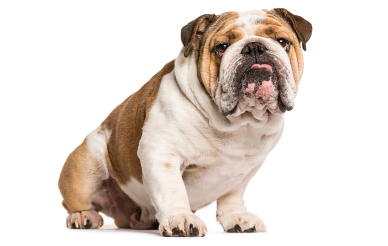 3662MSPCA Law Enforcement Dept. Seeks Public’s Help in Identifying Owner of Abandoned English Bulldog at East Bridgewater Groomer