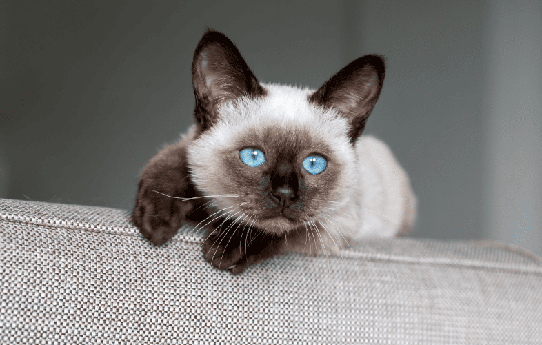 3519MSPCA-Angell Rescues 16 Shih Tzus, Four Siamese Cats from Marlborough Home
