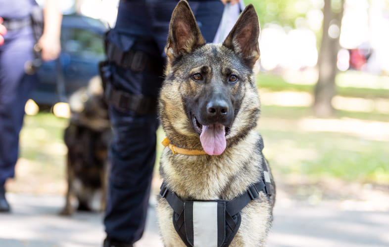 5879K9 Police Dog “Ivan” to be Buried at the MSPCA’s Hillside Acre Animal Cemetery