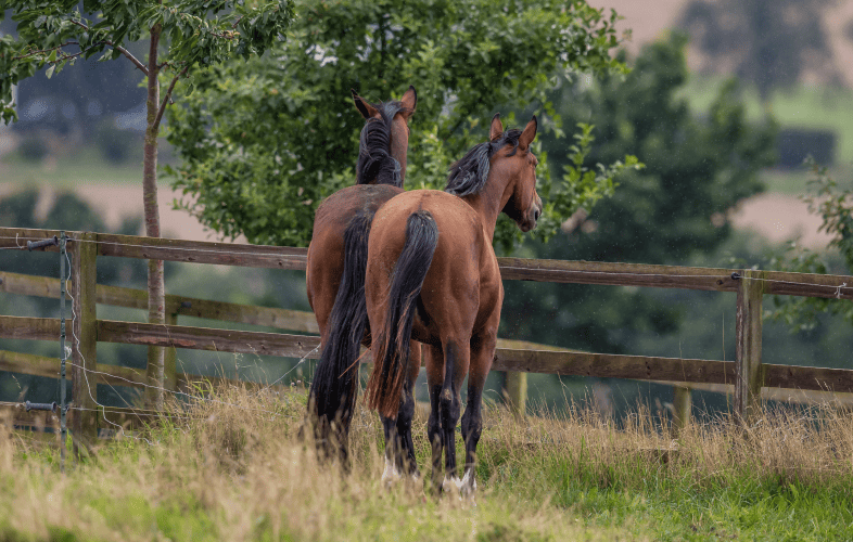 3451Stunning “Haflinger” Horses Jack and Rose are the Face of a New Era at the MSPCA-Nevins Farm