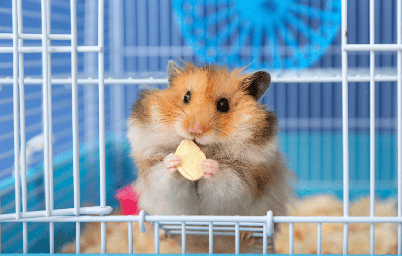 3523MSPCA-Angell to Drop Adoption Fees for its Smallest Pets on One Day Only