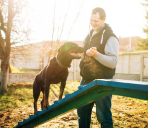come-sit-stay-dog-training-kicks-off-at-mspca-cape-cod
