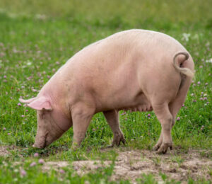 massively-overweight-pig-amy-is-dropping-pounds-and-looking-for-love-and-a-new-home