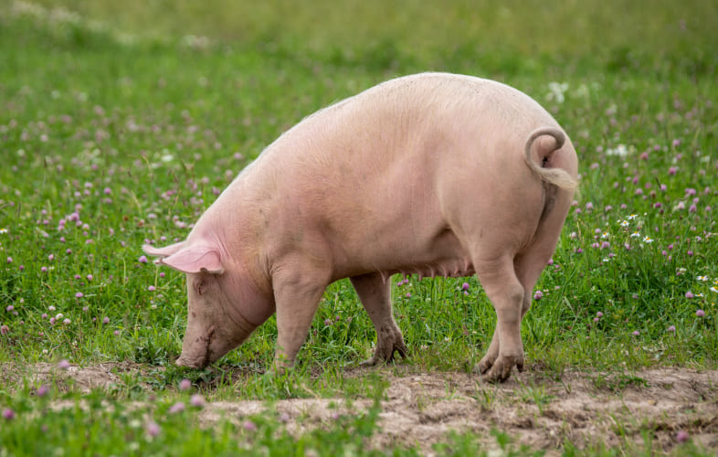 3653Massively Overweight Pig “Amy” is Dropping Pounds and Looking for Love and a New Home