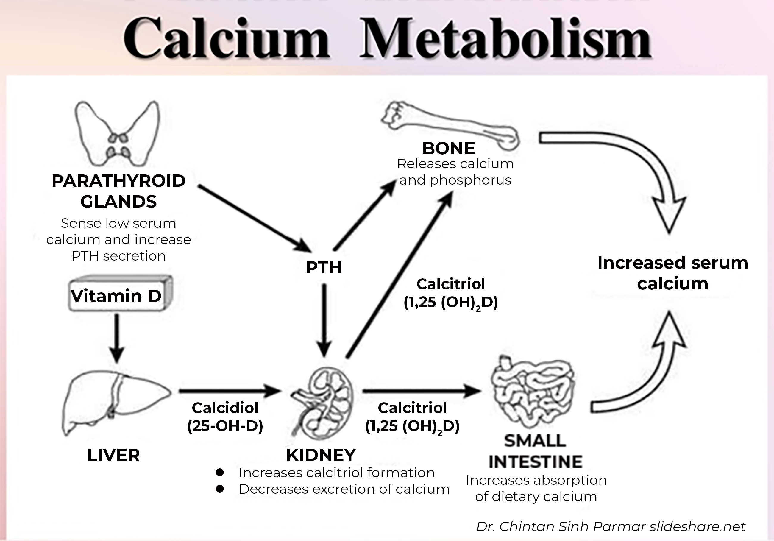Calcium And Vitamin D Metabolism And Associated Disorders
