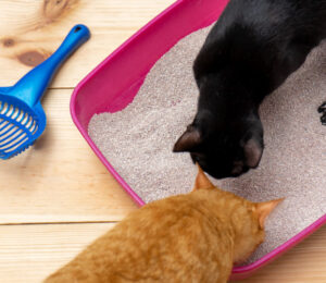 mspca-angell-to-donate-free-pet-food-cat-litter-for-furloughed-federal-workers