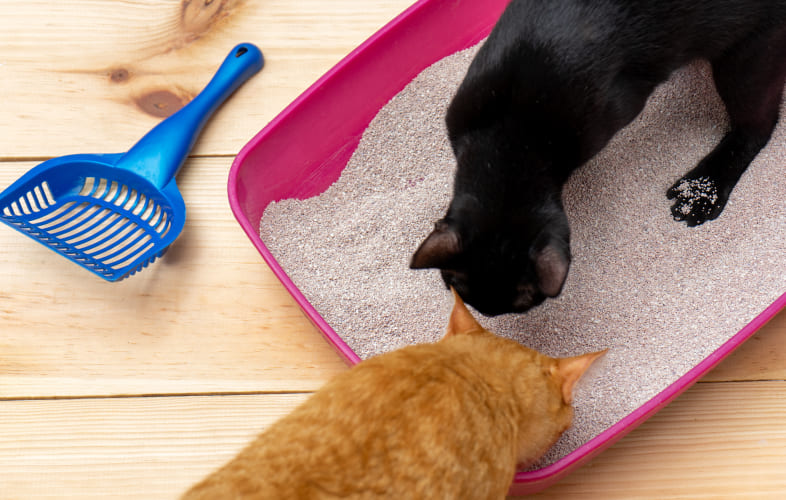 4913MSPCA-Angell to Donate Free Pet Food, Cat Litter for Furloughed Federal Workers