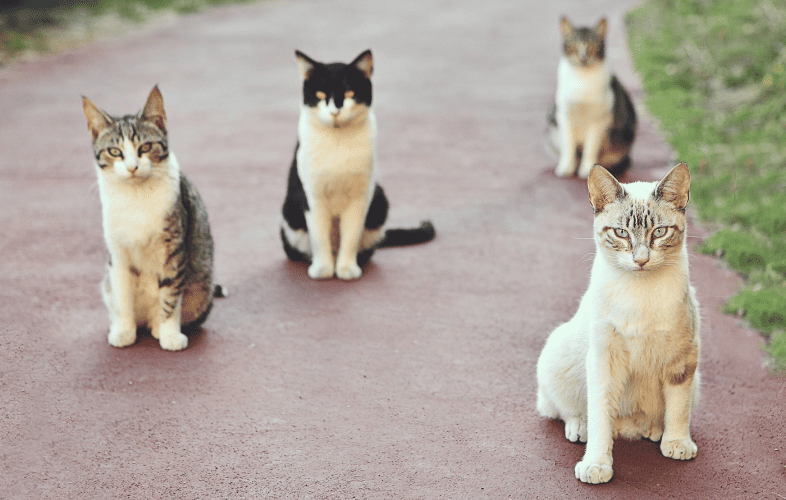 352110,000 Dogs and Cats Spayed or Neutered Through Massachusetts Animal Fund