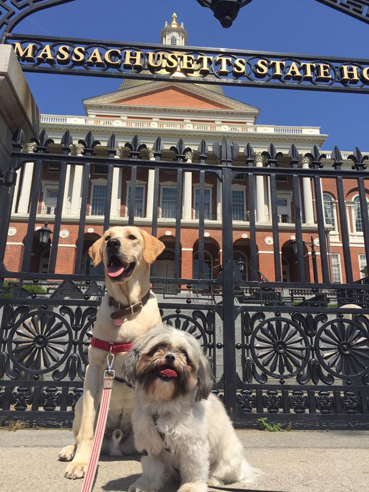 Join the Animal Action Team • MSPCAAngell