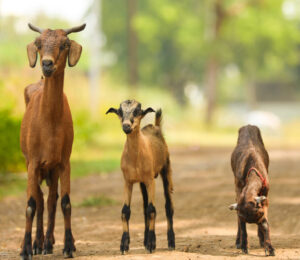 mspca-at-nevins-farm-on-baby-watch-as-two-goats-are-set-to-deliver-springtime-kids-any-day-now