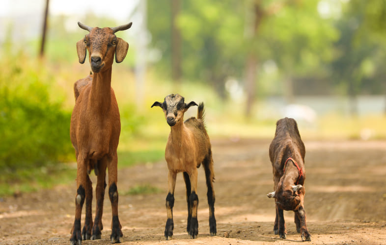 5995MSPCA at Nevins Farm on Baby Watch as Two Goats are Set to Deliver Springtime Kids “Any Day Now”