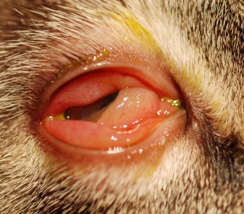 Feline Herpesvirus Therapeutic Review • MSPCAAngell