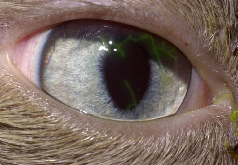 Feline Herpesvirus Therapeutic Review • MSPCAAngell