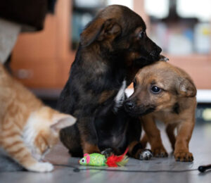 mspca-at-nevins-farm-awarded-200000-from-the-john-t-and-jane-a-wiederhold-foundation