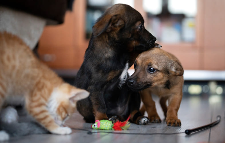4927MSPCA at Nevins Farm Awarded $200,000 from the John T. and Jane A. Wiederhold Foundation