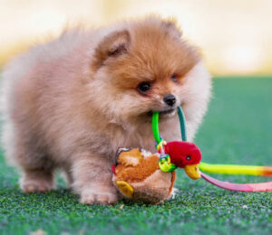 rare-purebred-pomsky-puppy-surrendered-with-broken-leg-needs-time-to-heal-and-a-loving-home