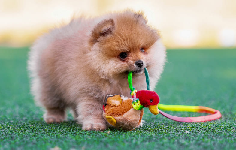 3651Rare Purebred “Pomsky” Puppy Surrendered with Broken Leg Needs Time to Heal and a Loving Home