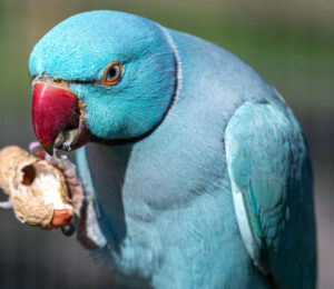 mspca-angell-asks-is-this-your-rare-beautiful-indian-ring-necked-parakeet