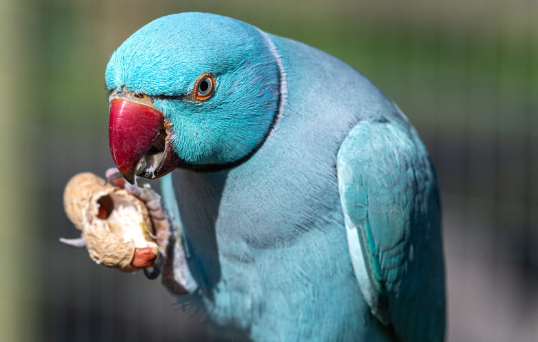 4934MSPCA-Angell Asks: Is this Your Rare, Beautiful Indian Ring-Necked Parakeet?