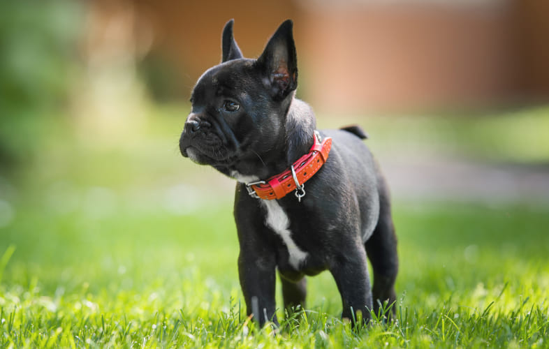 6081Oh Baby! Mortimer the Bulldog Has Nearly 20 Pacifiers Removed from his Stomach