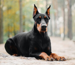 hero-adopter-wanted-for-dog-returned-to-animal-shelter-a-record-four-times