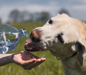 veterinarians-warn-brutal-weekend-heat-index-can-be-deadly-for-pets