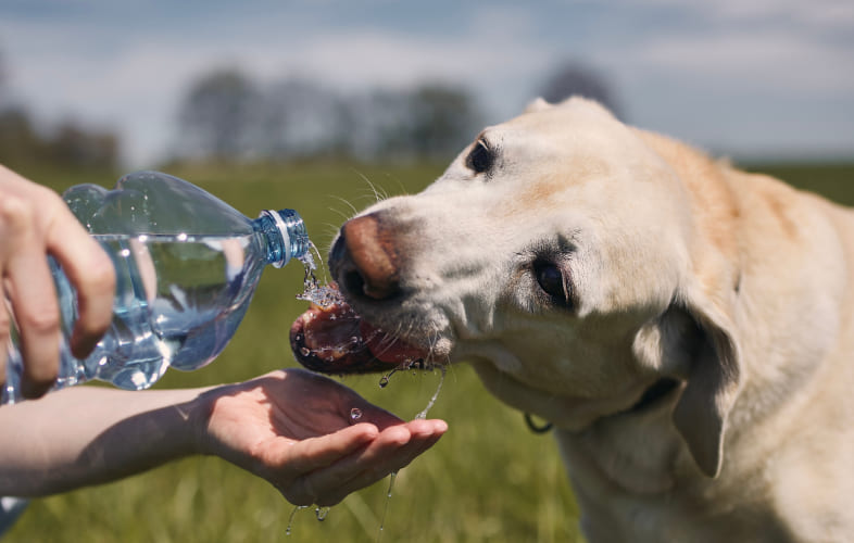 6232Veterinarians Warn: Brutal Weekend Heat Index can be Deadly for Pets