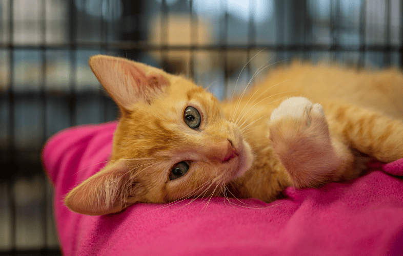 1908MSPCA-Angell Drops Adoption Fees for Animals Most in Need of Homes during National “Clear the Shelters” Campaign