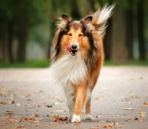 adopters-wanted-for-seven-lucky-collies-rescued-from-overcrowded-maine-property