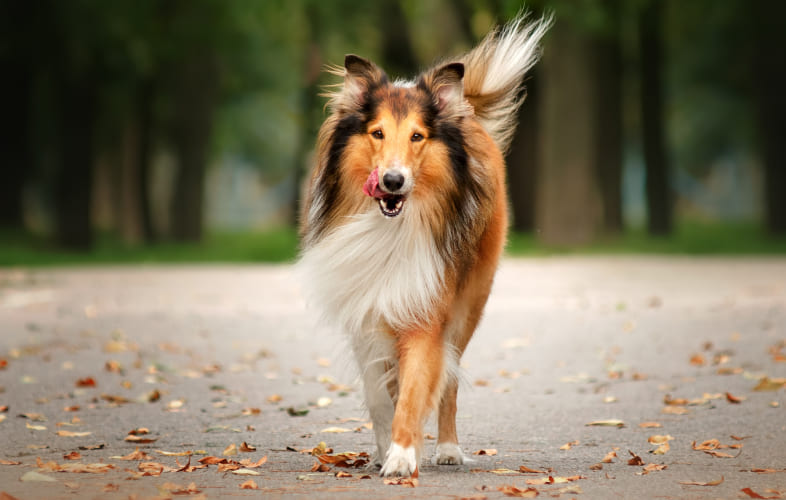 6206Adopters Wanted for Seven Lucky Collies Rescued from Overcrowded Maine Property