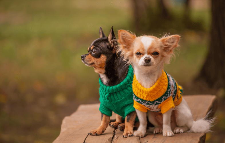 345717 Chihuahuas up for Adoption at MSPCA-Angell Locations in Boston and Cape Cod