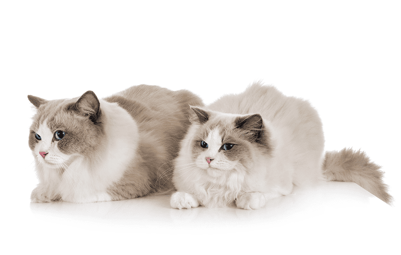 189945 Purebred Ragdoll Cats up for Adoption after Breeder Surrenders them to the MSPCA-Angell