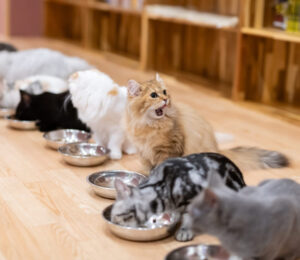 mspca-angell-hosts-catsgiving-food-drive-for-homeless-cats
