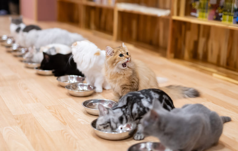 6196MSPCA-Angell Hosts “Catsgiving Food Drive” for Homeless Cats