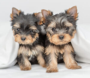 tiny-teacup-yorkies-need-surgery-and-a-new-home