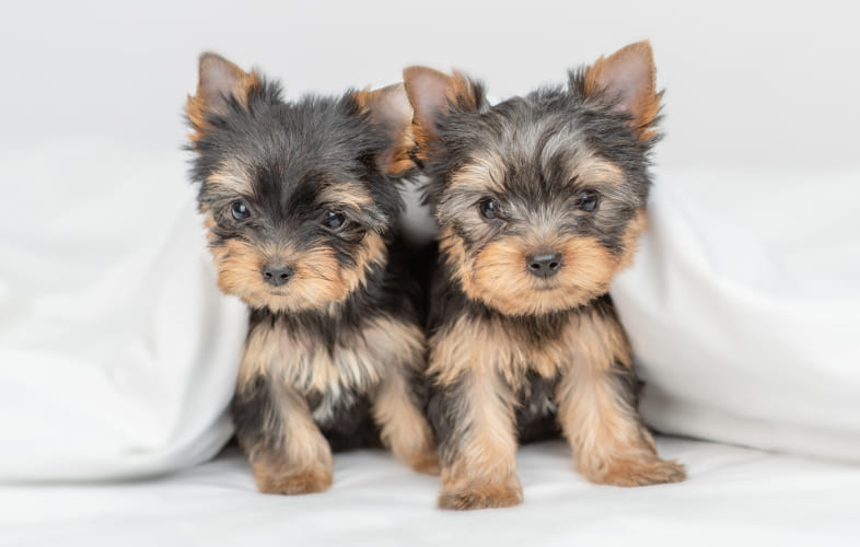 5877Tiny Teacup Yorkies Need Surgery and a New Home!