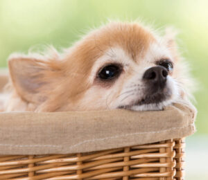 too-cute-for-the-streets-chihuahua-pair-found-wandering-boston-now-up-for-adoption-at-the-mspca-angell