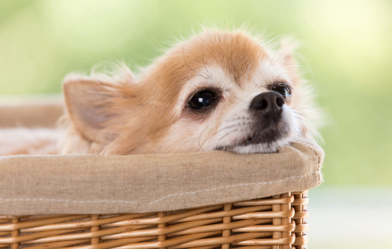 6085Too Cute for the Streets! Chihuahua Pair Found Wandering Boston Now up for Adoption at the MSPCA-Angell