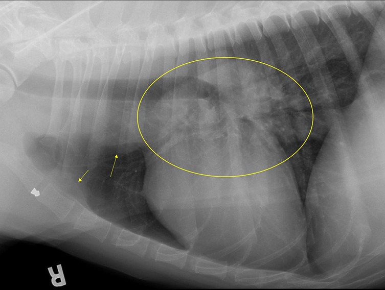 mediastinal lymph nodes in dogs