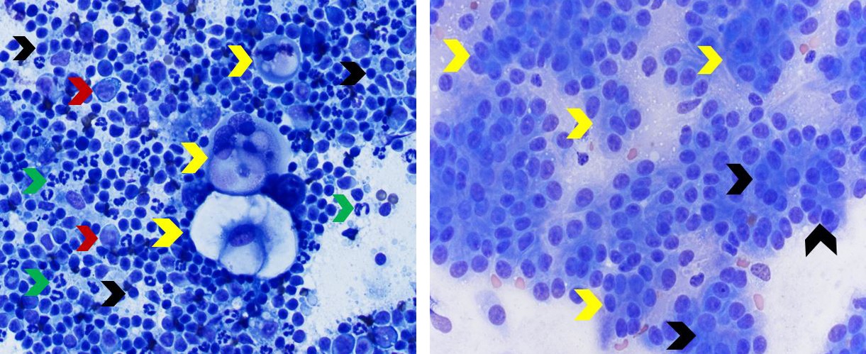 Color Atlas Of Canine Lymph Node Cytology • Mspca Angell