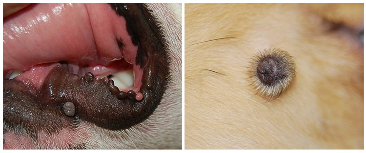 Benign Skin Masses of Dogs • MSPCA-Angell