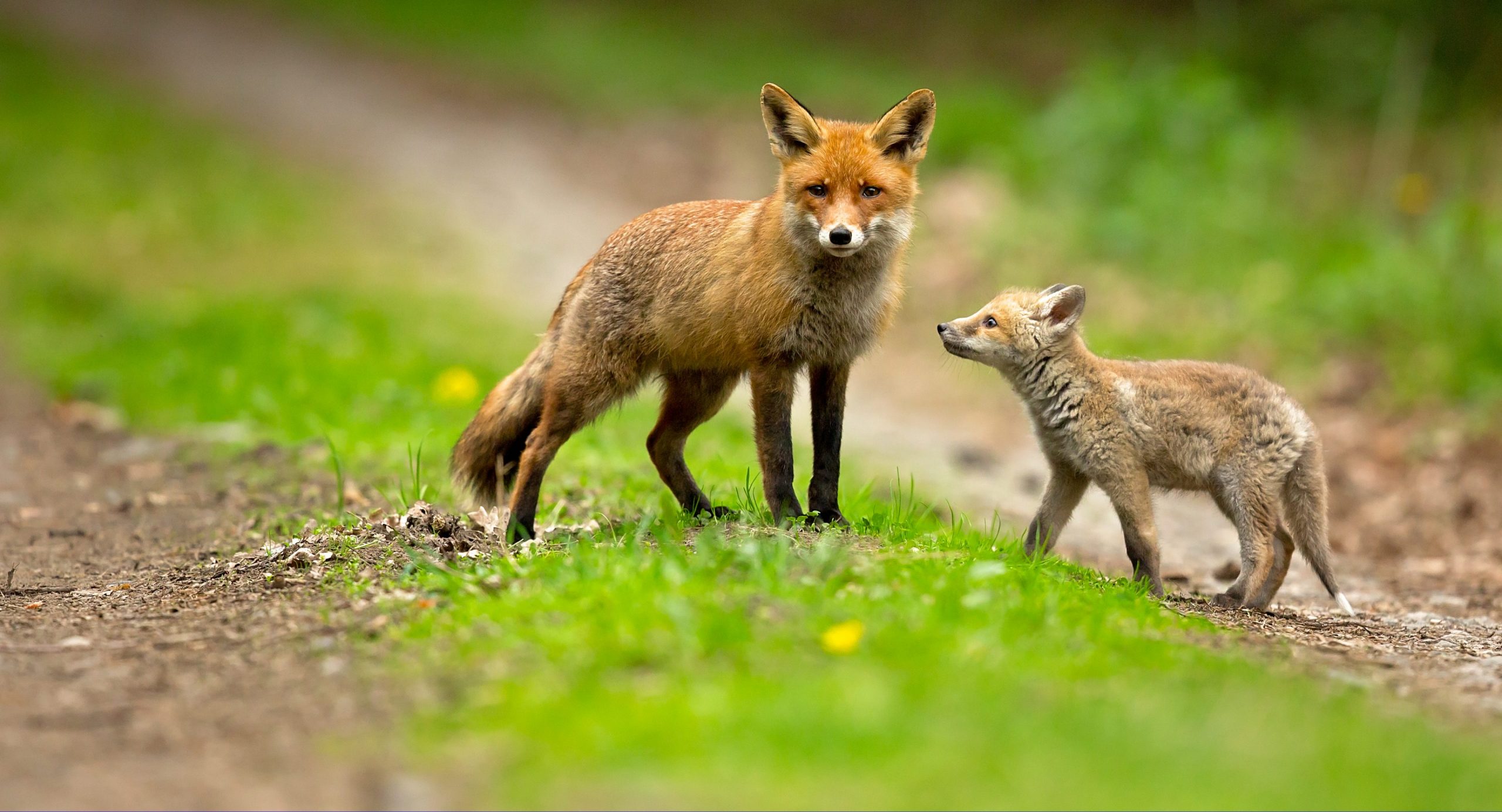 About Foxes • MSPCA-Angell