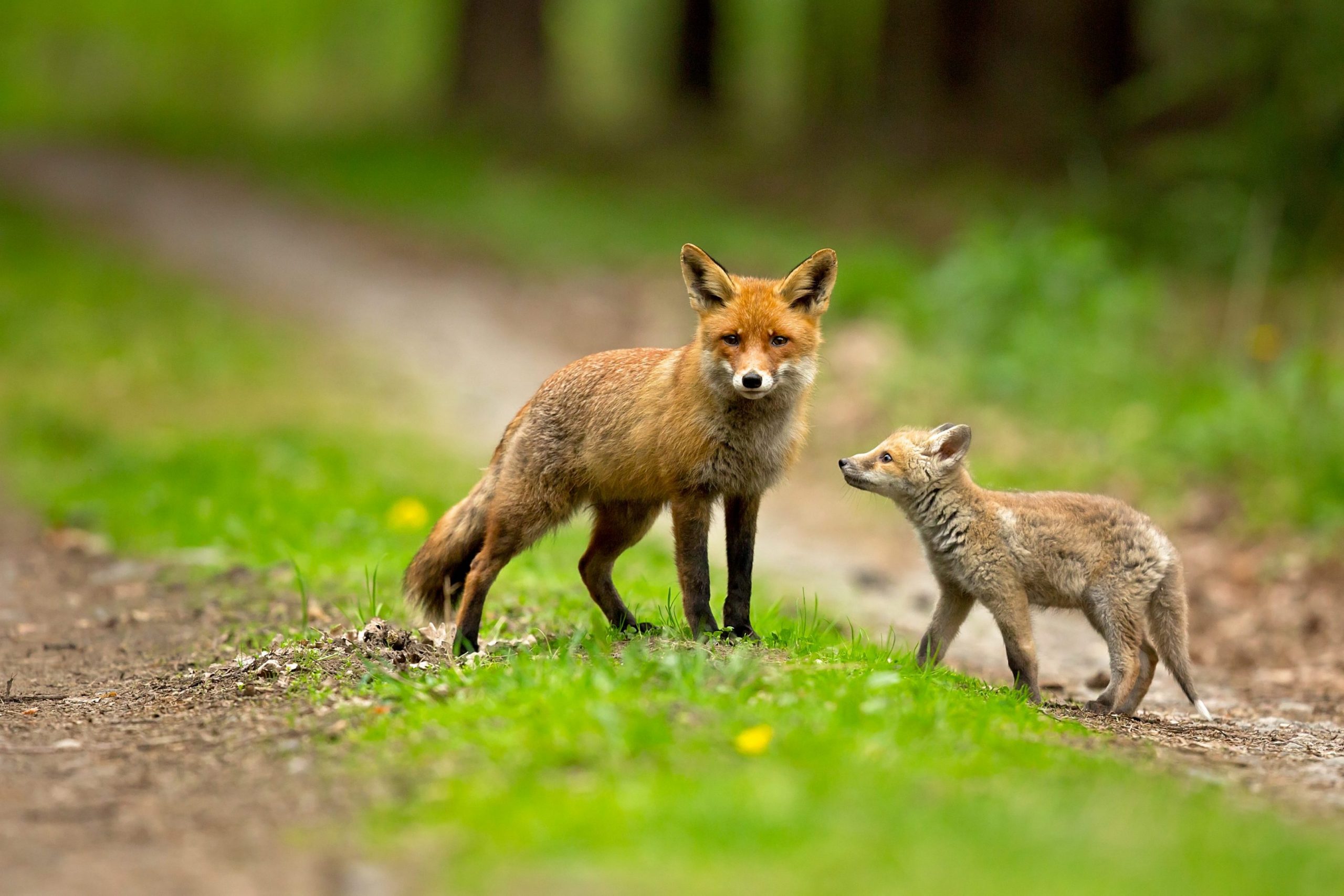 Those are foxes. Little Foxes группа. Small Fox.